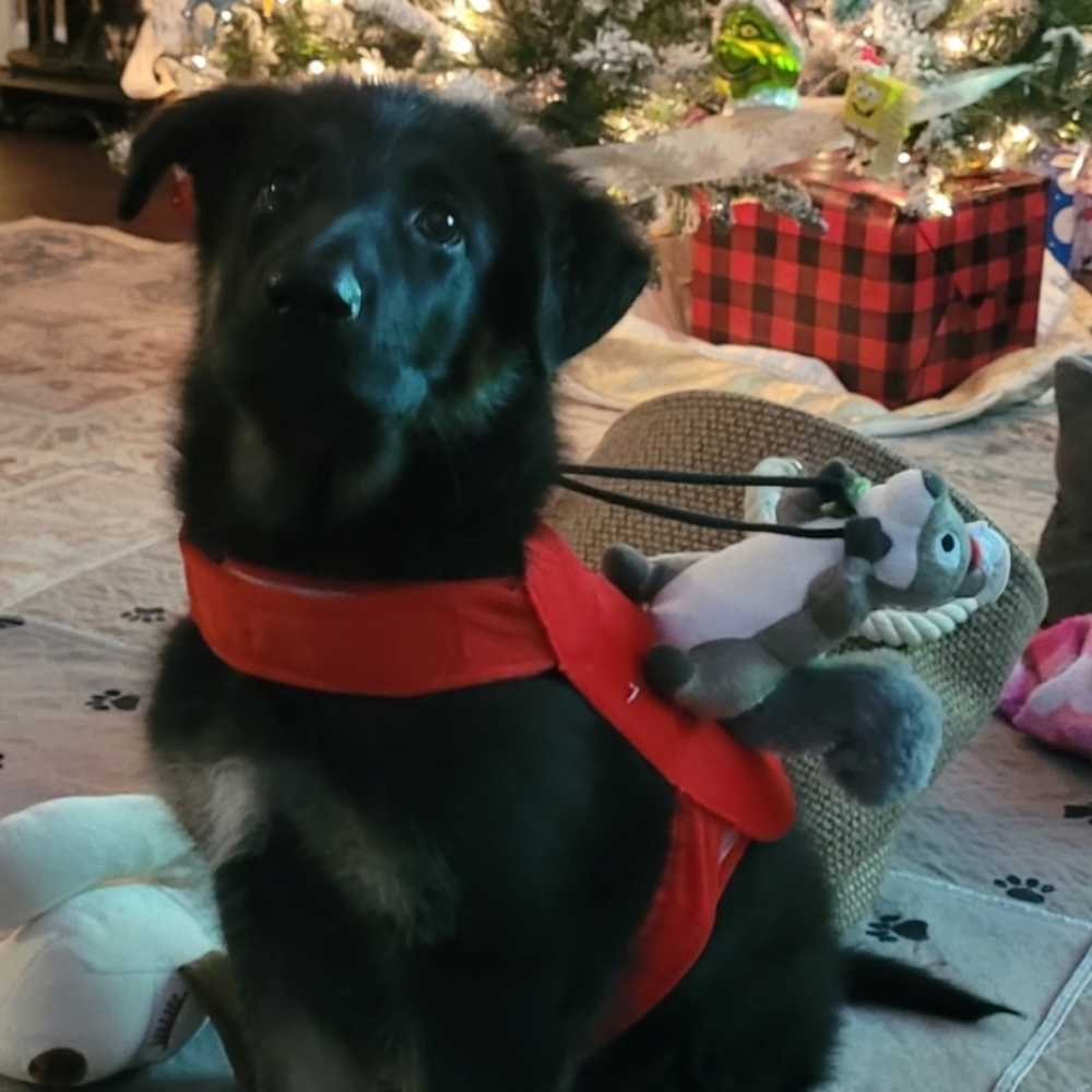 Red Christmas Dog Harness with Squirrel